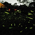 firefly-1.jpg