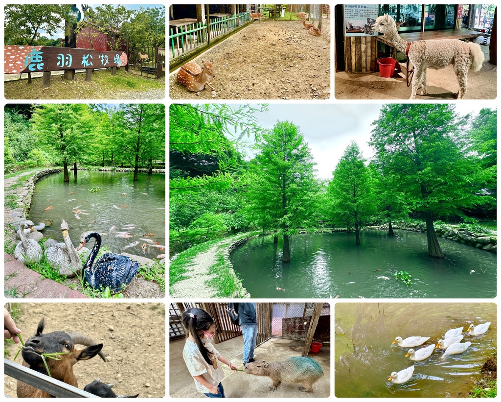 ♪ ♩ ♫~*嘻遊記--新北金山*~♪ ♩ ♫ 鹿羽松牧場