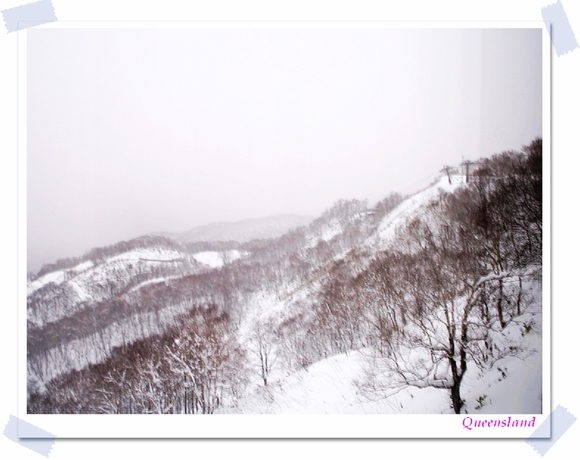 14.葉子全掉光了看著雪一切都好不真實