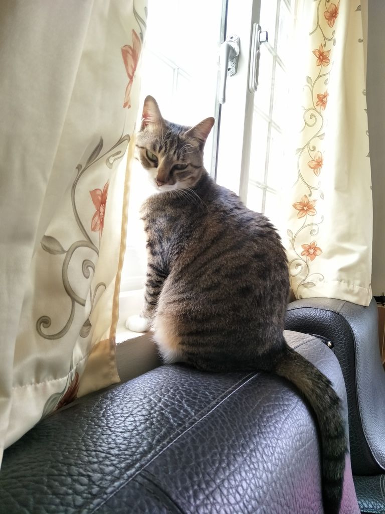 IMG20190317125400.jpg 試用
