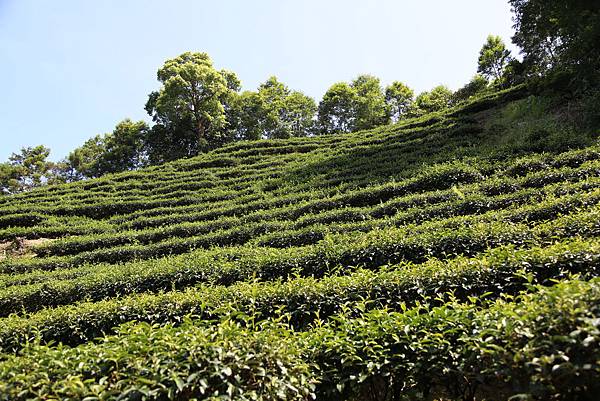 石碇八卦茶園2012.07.08 158.JPG