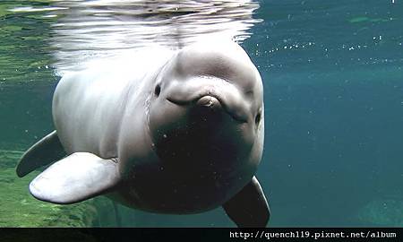 Nala-Image-Credit-Vancouver-Aquarium.jpg