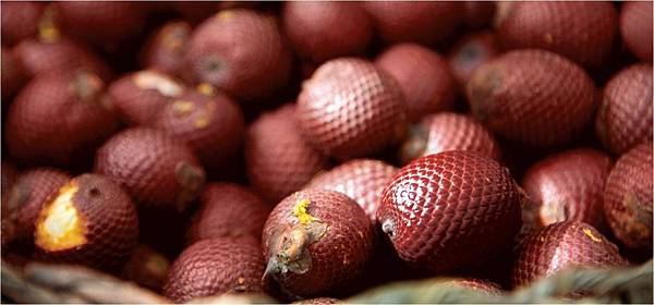 世界樹 BURITI 世界樹 BURITI