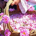 cesta-rosas-festival-rosa