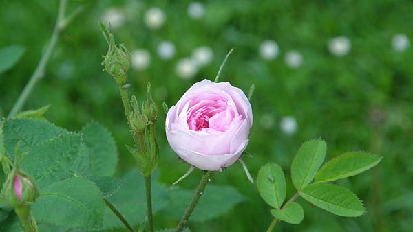 Rosa_centifolia_pomponia_De_Meaux.JPG Rosa_centifolia_pomponia_De_Meaux.JPG