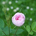 Rosa_centifolia_pomponia_De_Meaux.JPG