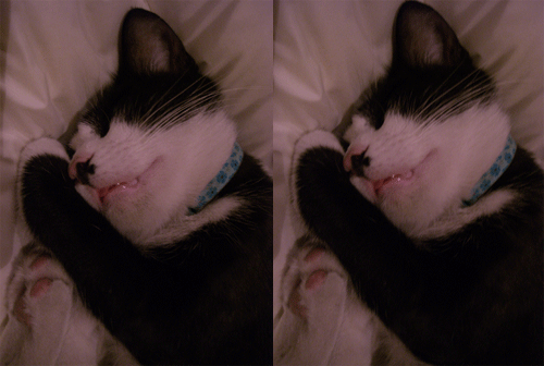 sleepingcat.gif