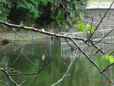 湖景之一