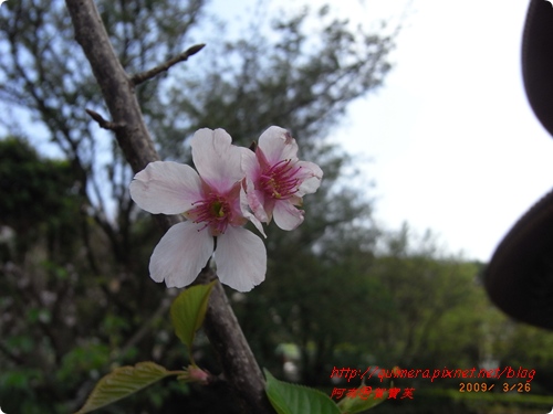 櫻花