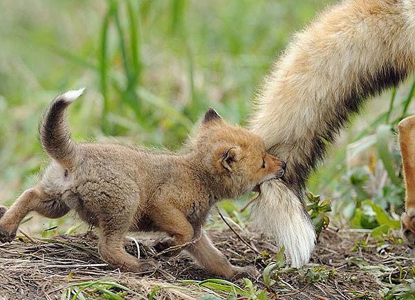 Amazing-Animal-Parents1