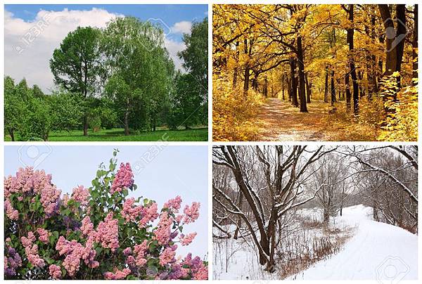 17643034-four-seasons-spring-summer-autumn-winter-trees-collage-with-white-borders-Stock-Photo