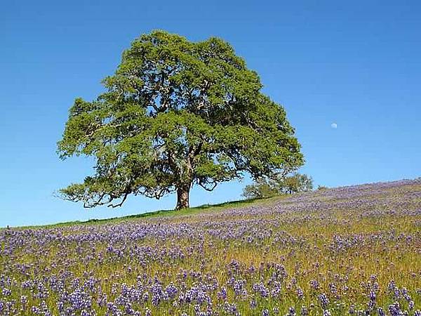 640px-Oak_tree_with_moon_and_wildflowers