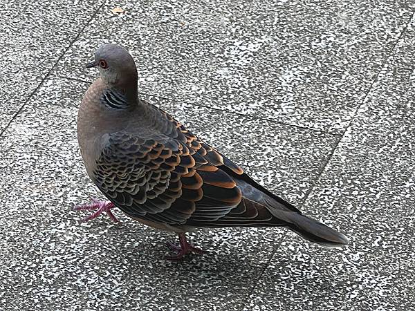 金背鳩.jpg