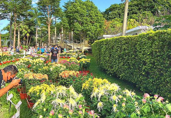 士林菊展 (4).jpg