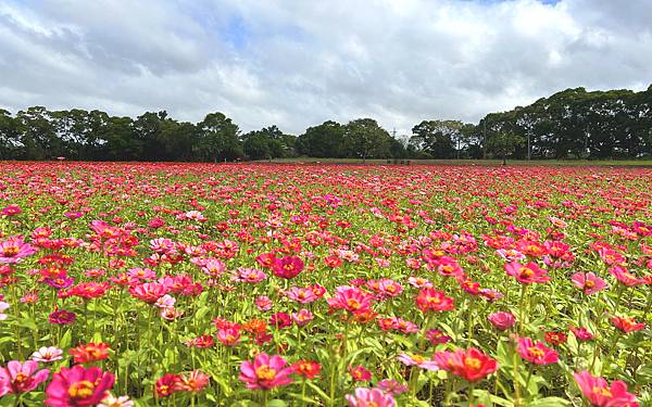 波斯菊 (1).jpg