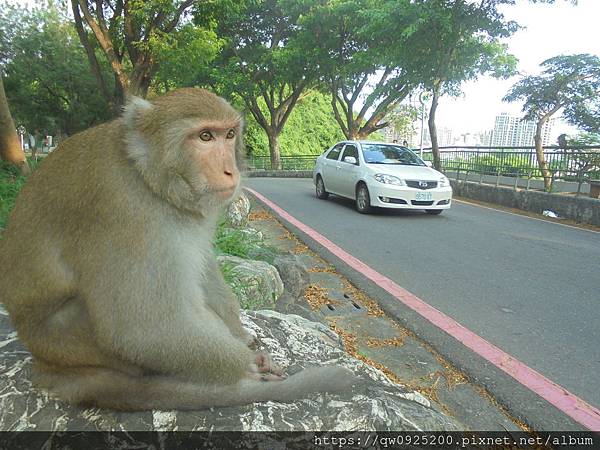 DSC07986  已  可 母猴去動物園馬路邊.JPG