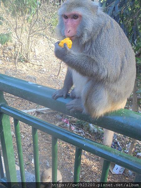 DSC08097   可  欄杆步道 母猴吃芒果.JPG