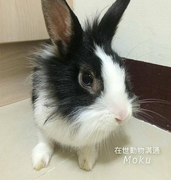 在世動物溝通：Moku.jpg