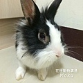 在世動物溝通：Moku.jpg