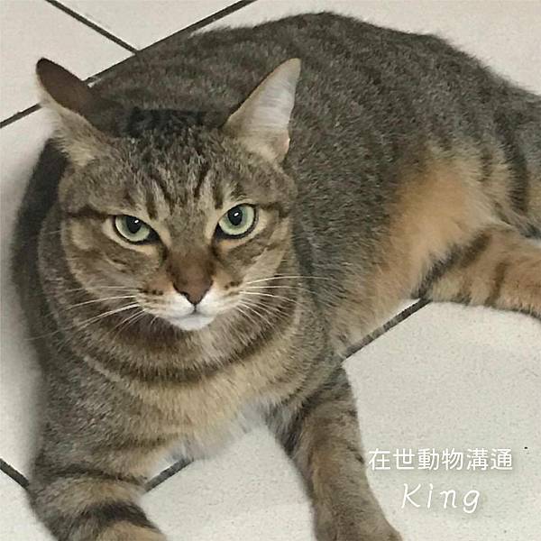 在世動物溝通：king.jpg