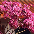 冬~紫紅風鈴木