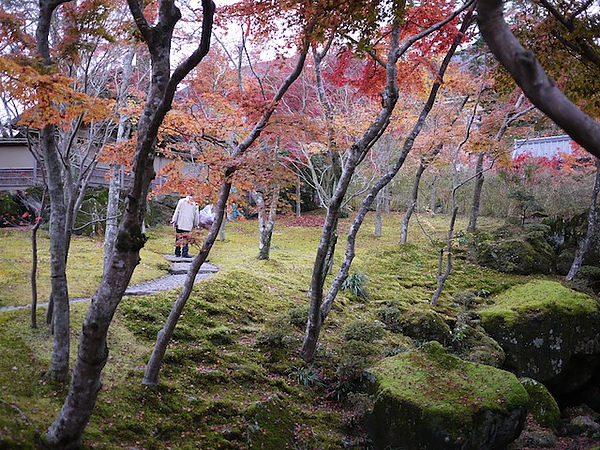 美麗的紅葉林