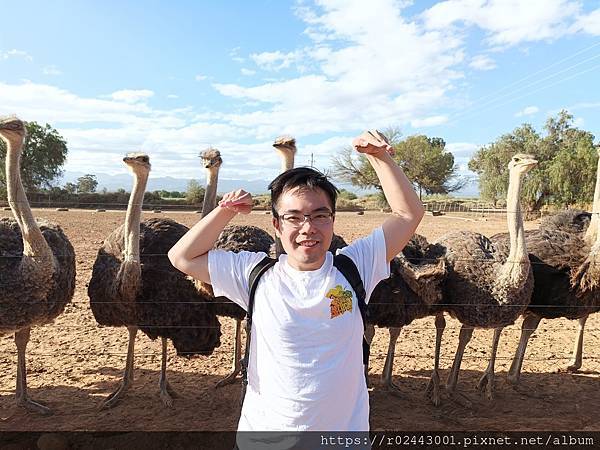 [南非]南非鴕鳥觀察日記-歐茲頌鴕鳥養殖場