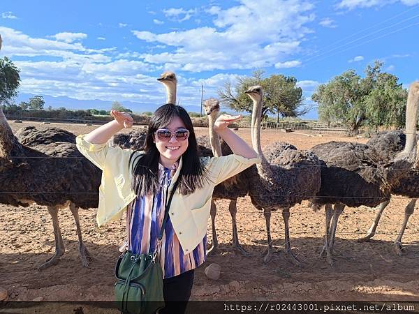 [南非]南非鴕鳥觀察日記-歐茲頌鴕鳥養殖場