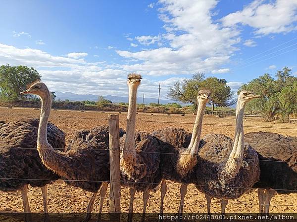 [南非]南非鴕鳥觀察日記-歐茲頌鴕鳥養殖場