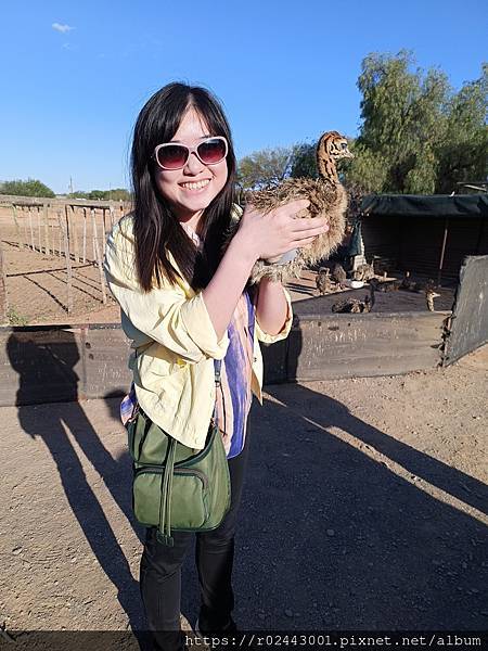 [南非]南非鴕鳥觀察日記-歐茲頌鴕鳥養殖場
