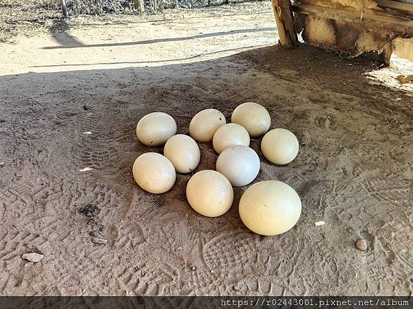 [南非]南非鴕鳥觀察日記-歐茲頌鴕鳥養殖場