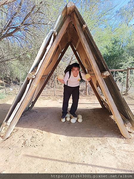 [南非]南非鴕鳥觀察日記-歐茲頌鴕鳥養殖場