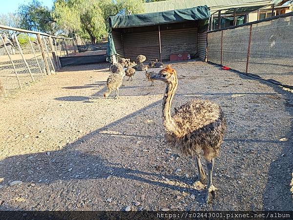 [南非]南非鴕鳥觀察日記-歐茲頌鴕鳥養殖場