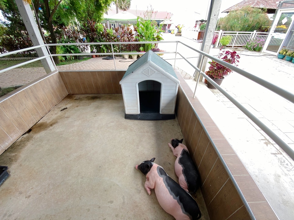 【嘉義】不限年齡都喜愛的「三隻小豬」觀光農場，內有可愛動物、