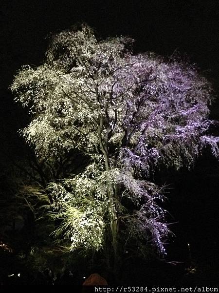 六義園 夜櫻