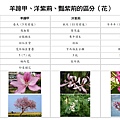 羊蹄甲、洋紫荊、豔紫荊之區分--花