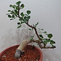 Commiphora kataf(白皮黑骨橄欖樹)-170523