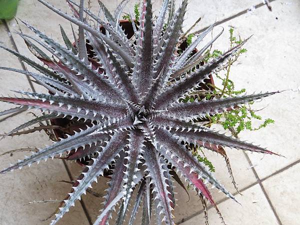 Dyckia keswick-170511 (1)