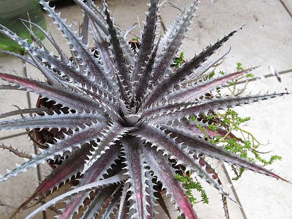 Dyckia keswick-170511 (2)