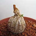 龜甲羅摩-170523