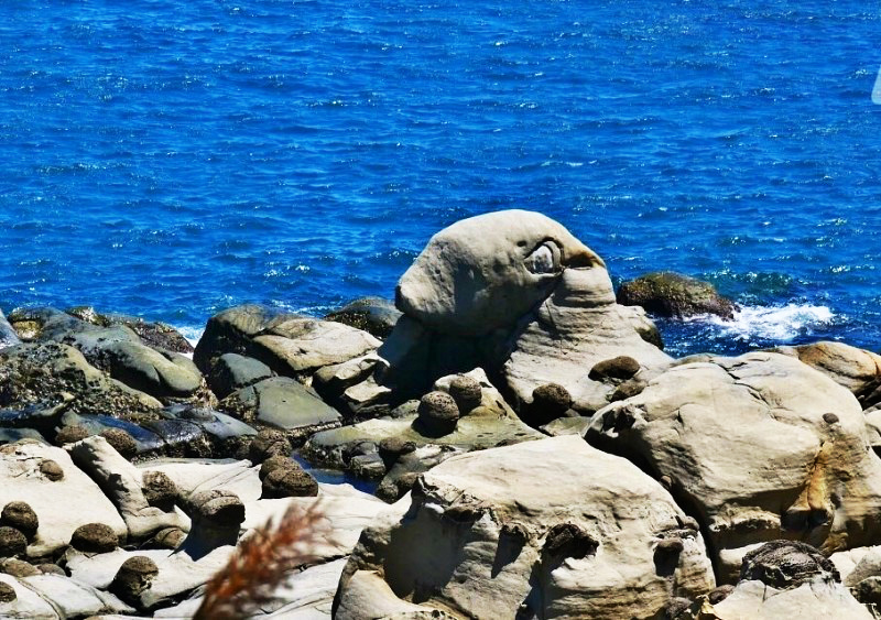 和平島海豹岩.jpg