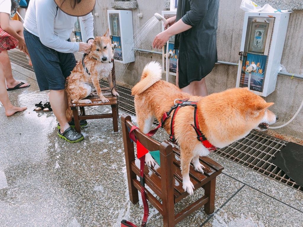 和平島寵物游泳池 (3).jpg