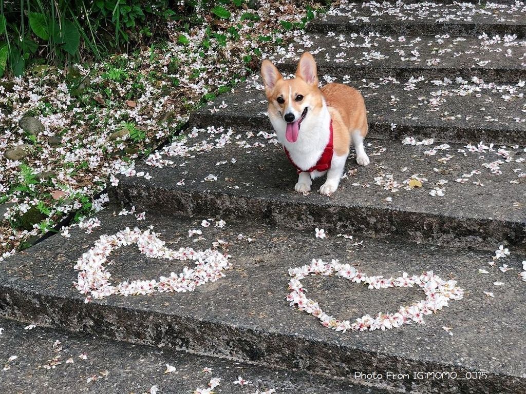 油桐花花語 十一指古道.jpg