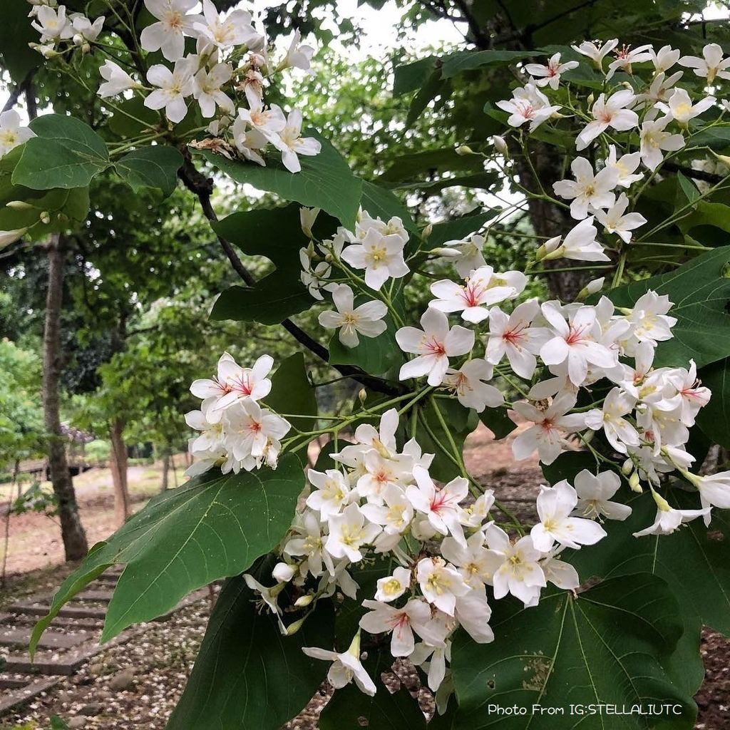 荷苞山桐花公園油桐花.jpg