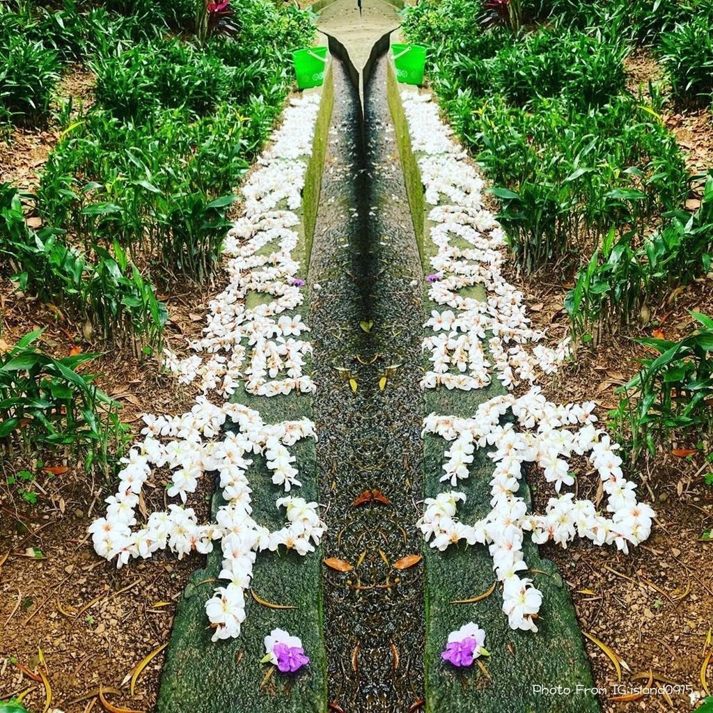 承天禪寺油桐花.jpg