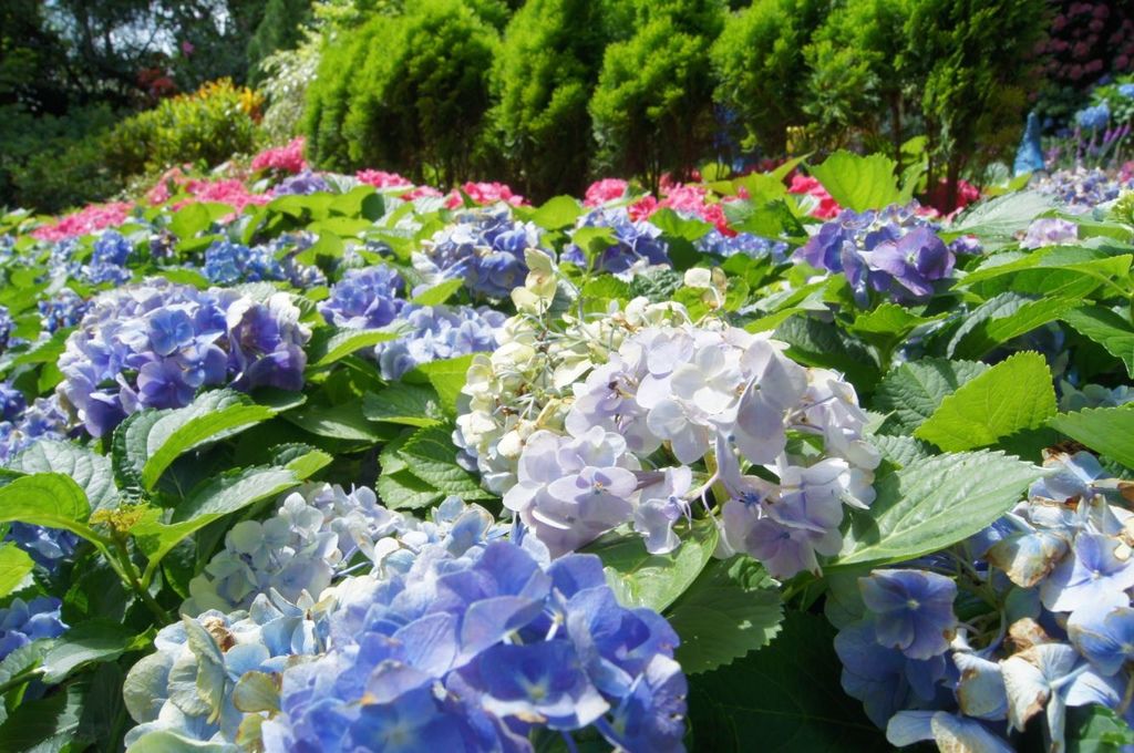 花露休閒農場_繡球花季繡球花海3.jpg