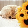 s1280_1024_puppy_dog_wallpaper_Vol_124_FC0610.jpg