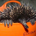 Echidnas