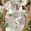 Koalas