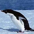 阿德利企鵝Adelie Penguins